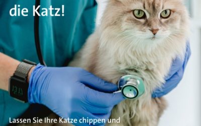 Katzenchipaktion 2025