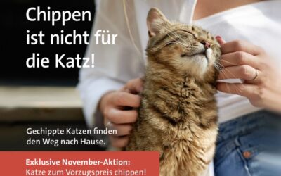Katzen-Chip-Aktion im November 2026